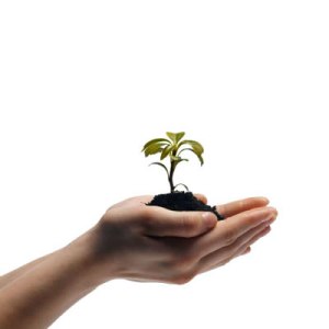 178019RKE semente na mo